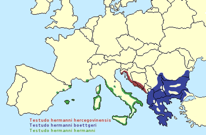 Görög teknős elterjedése Európában